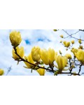 Магнолия гибридная Еллоу Лантерн | Magnolia hybrid Yellow Lantern | Магнолія гібридна Єллоу Лантерн